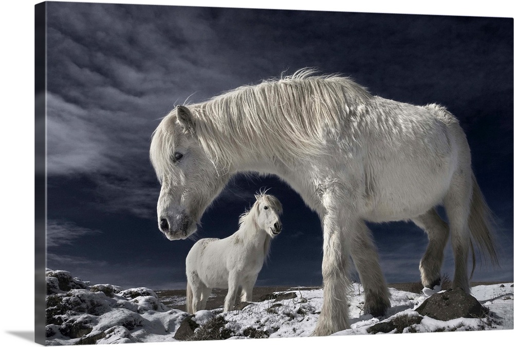 Two white Icelandic horses standing in a snowy field.