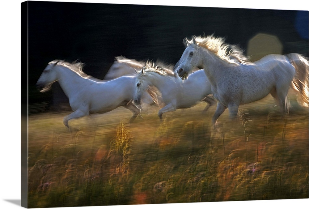 White horses galloping across a green meadow.