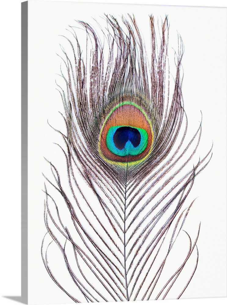 Peacock Feather Close-up | Large Solid-Faced Canvas Wall Art Print | Great Big Canvas