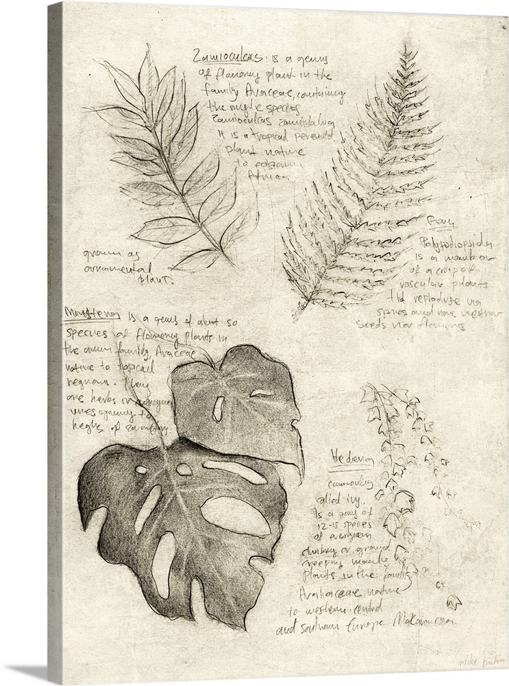 Pencil Sketches Of Various Plant Leaves