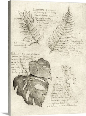 Pencil Sketches Of Various Plant Leaves
