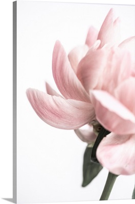 Peony 2
