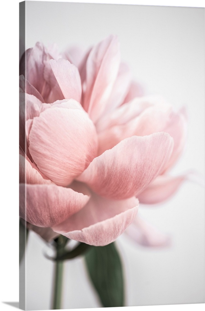 Peony 3