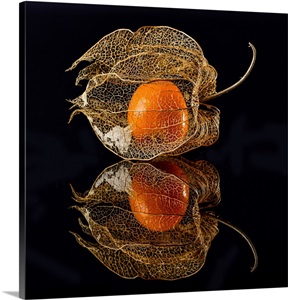 Physalis image thumbnail