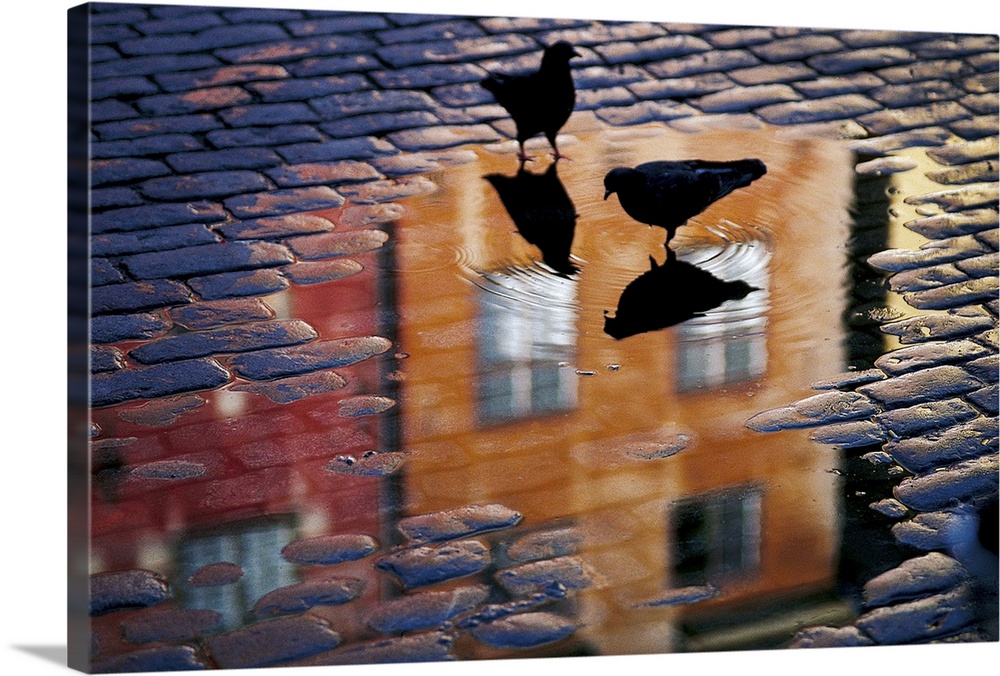 Two pigeons stand in a shallow puddle in a cobblestone street, looking at their reflections and the reflection of the buil...