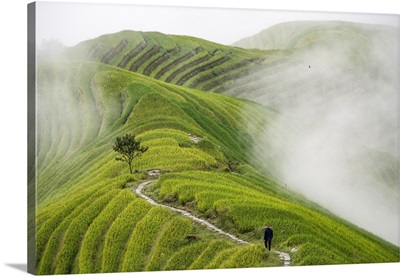 Ping'an Rice Terraces
