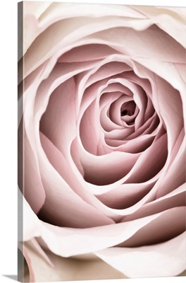 Pink Rose No. 3