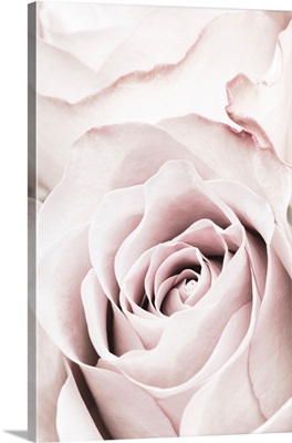 Pink Rose No. 5