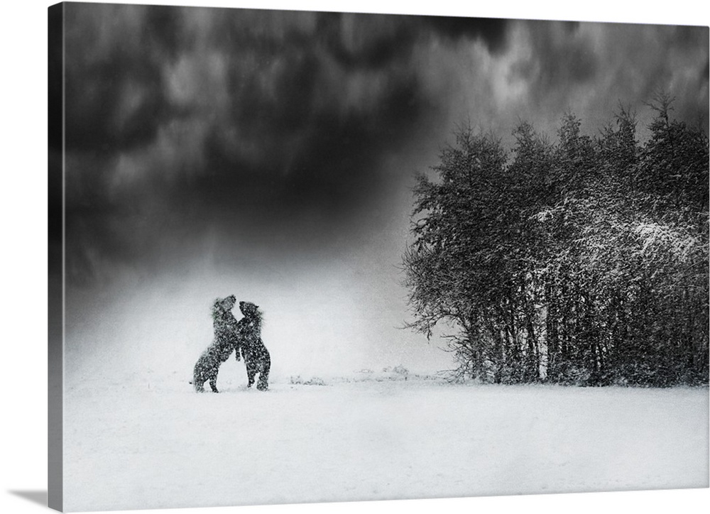 Two stallions engaged in a fight for dominance in the snow.