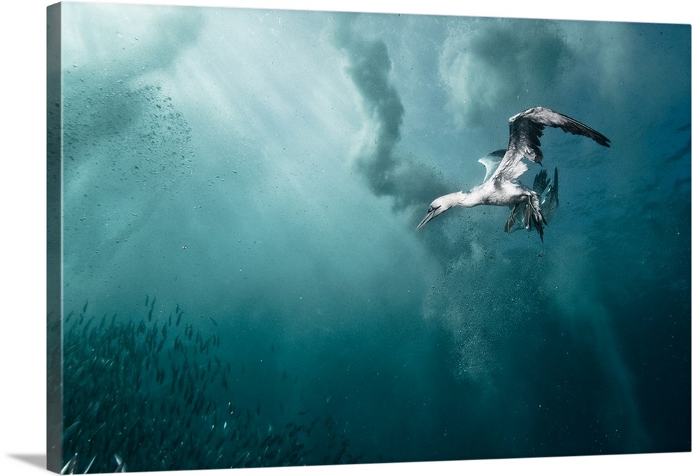 A gannet dives underwater to catch some fish, South Africa.
