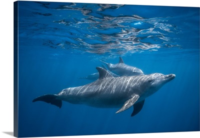 Pod Of Dolphin