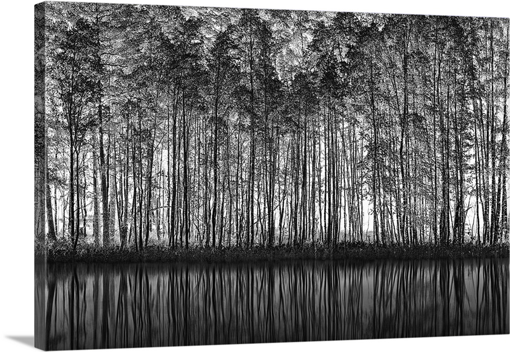 A row of slender trees along a pond, reflected in the water.