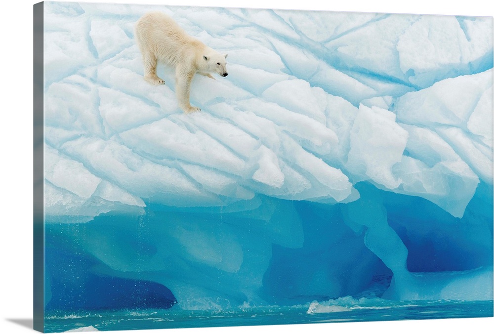 A polar bear on the edge of a glacier.