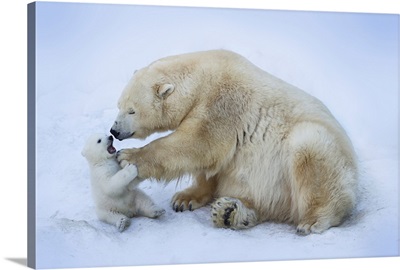 Polar Bear With Mom