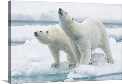 Polar Bears, Mother And Son