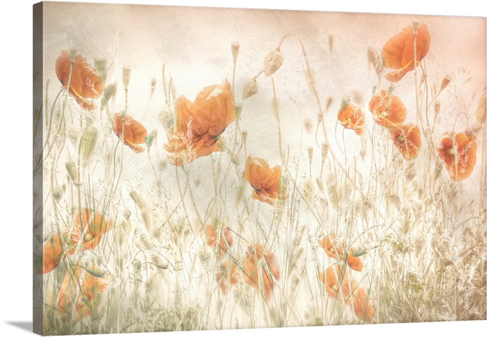 Poppies In The Field