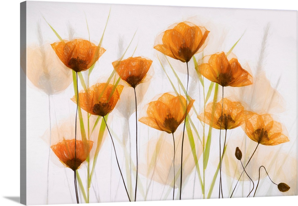 Poppy Art