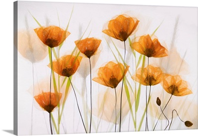 Poppy Art