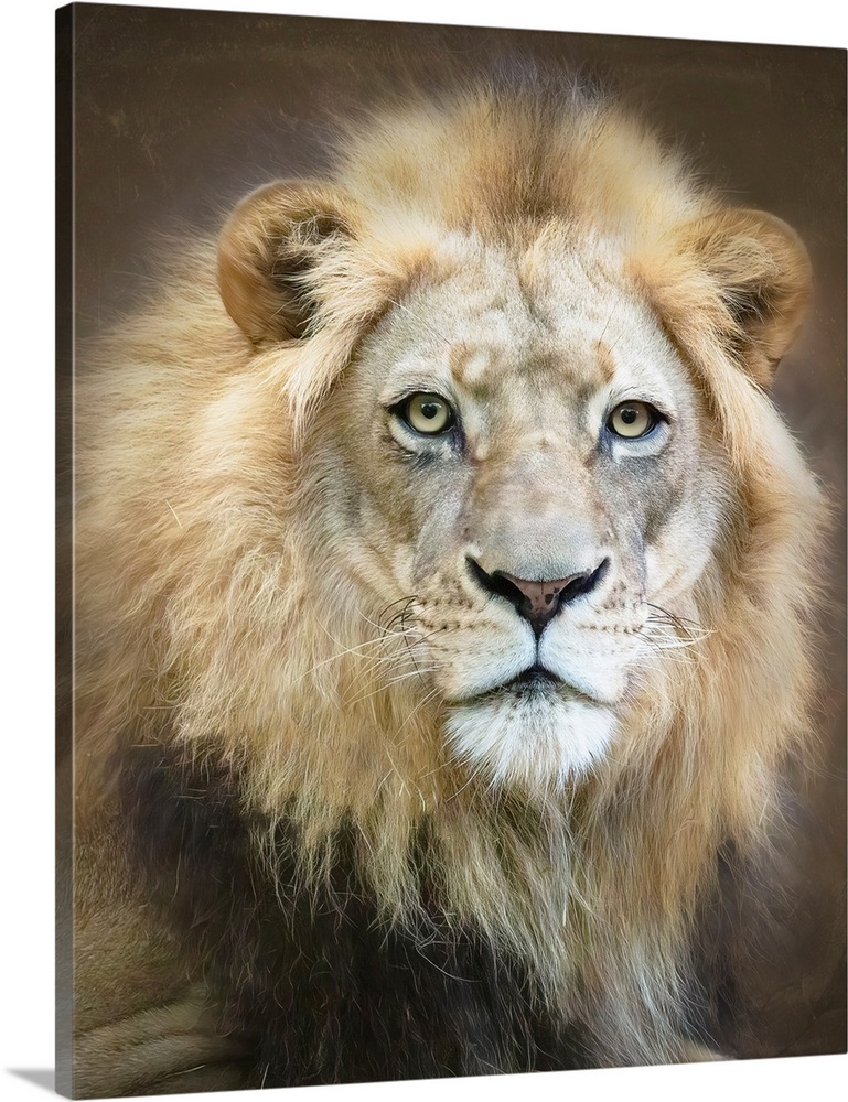 Portrait Of A Young Male Lion