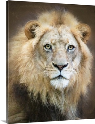 Portrait Of A Young Male Lion