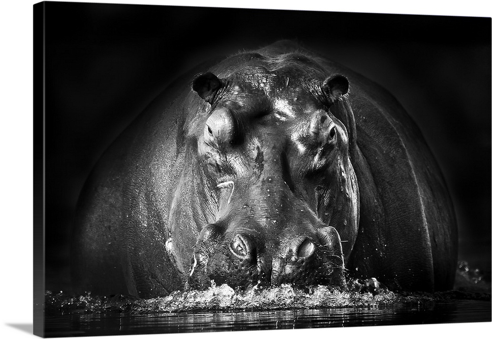 Black and white image of a large hippopotamus emerging from the water.