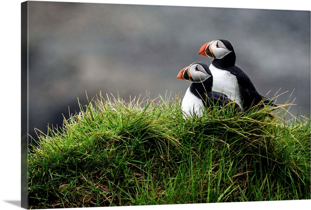 Photograph of two puffins resting in the lush green grass in Iceland.