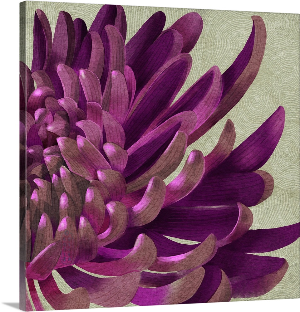 Purple Chrysanthemum