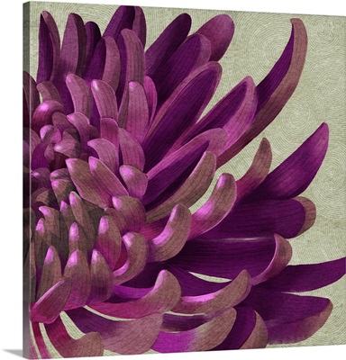 Purple Chrysanthemum
