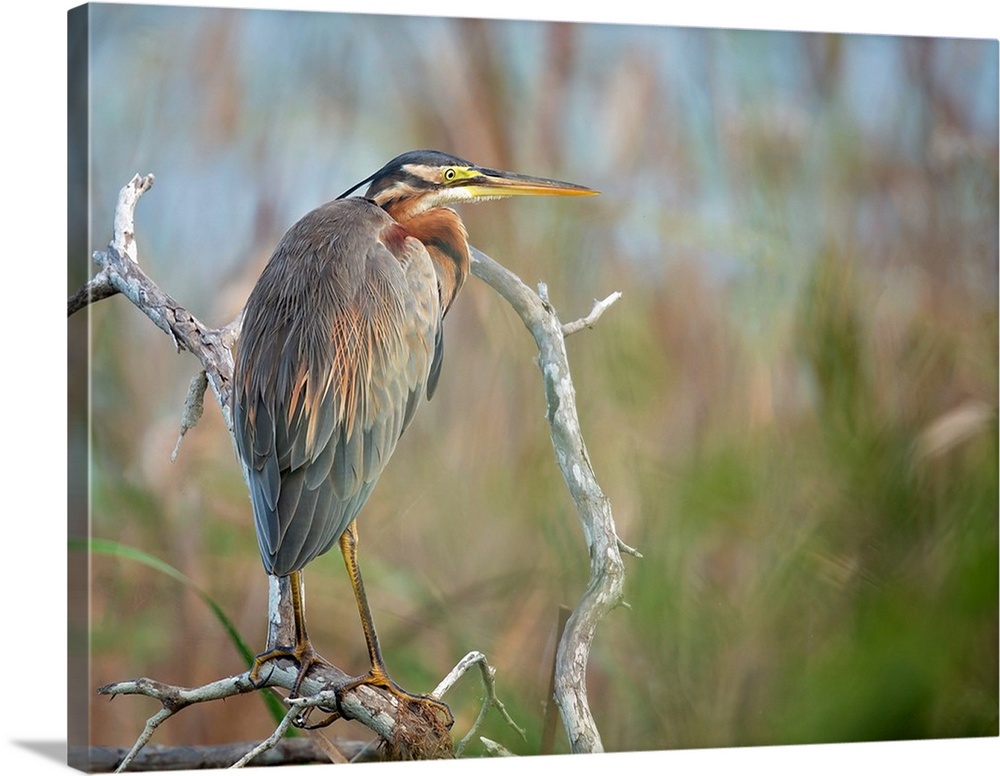 A heron perched on a twisted branch, overlooking the marsh.