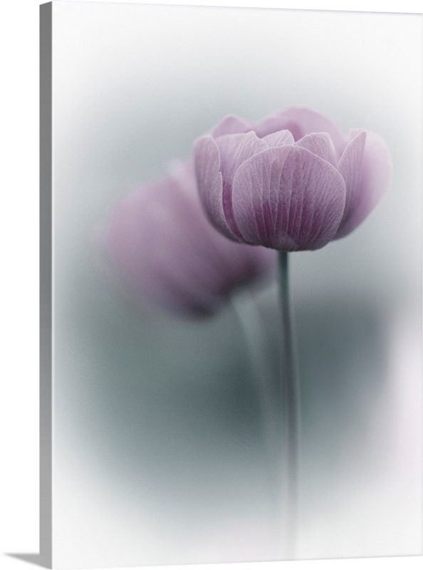 Purple Tulip Wall Art, Canvas Prints, Framed Prints, Wall Peels Great