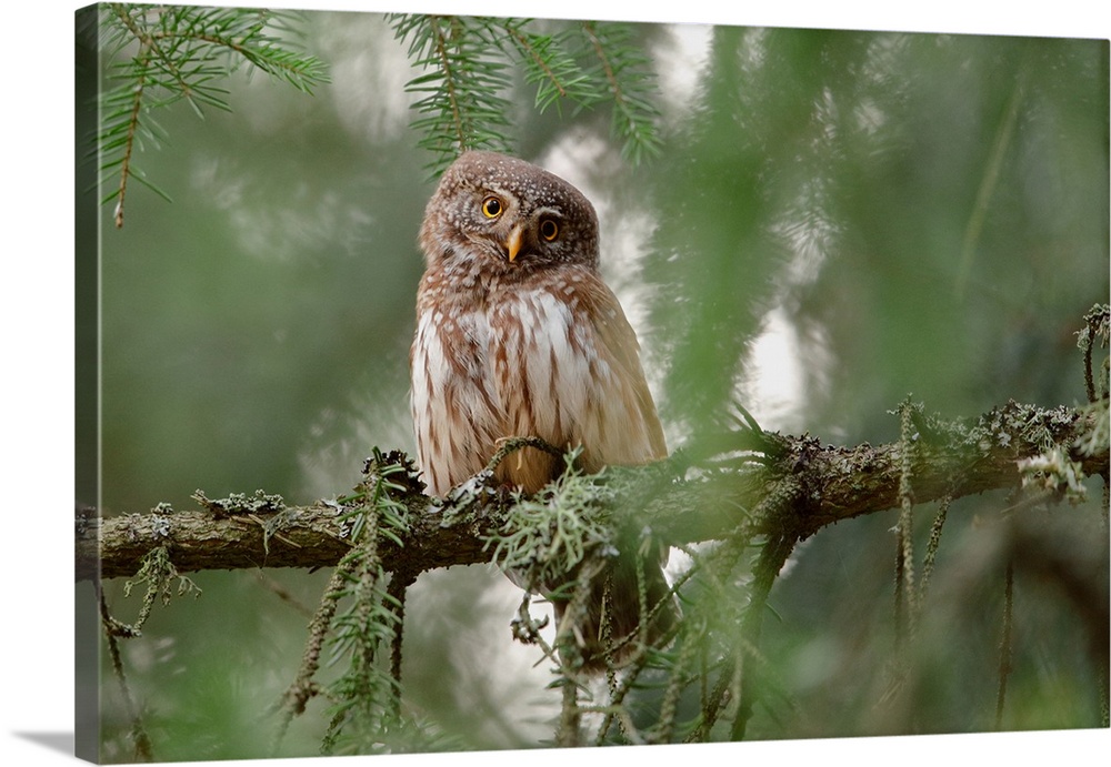 Pygmy Owl