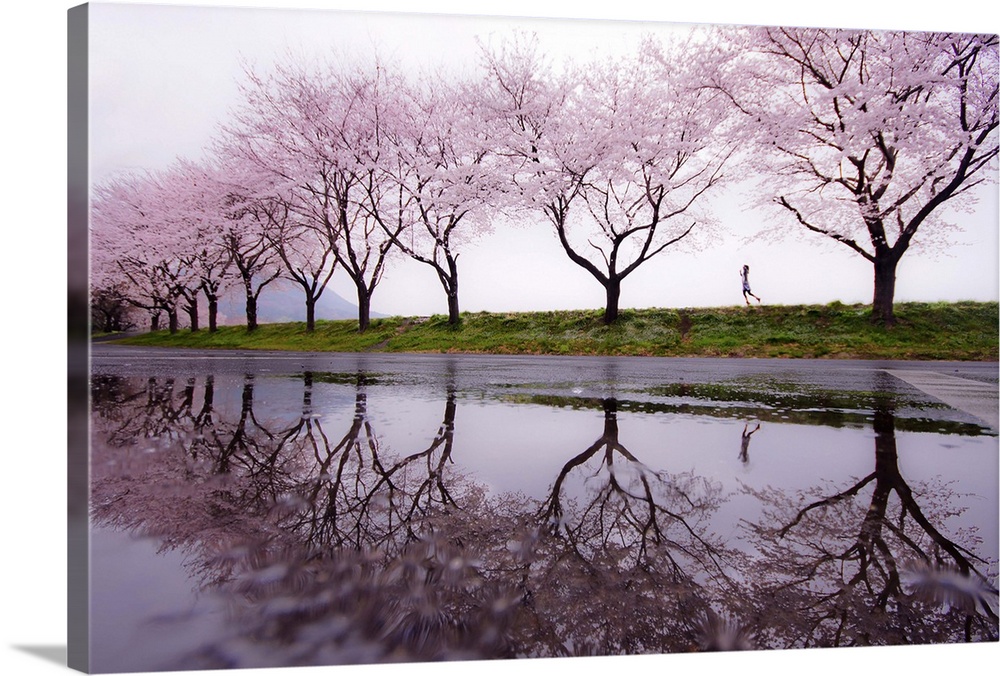 Girl skipping along the edge of a pond lined with blooming cherry trees, Japan.