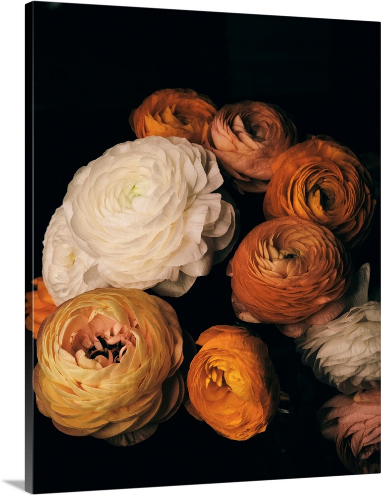 Ranunculus