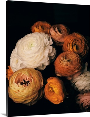 Ranunculus
