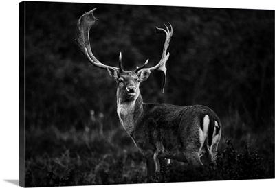 Ready For The Love Season