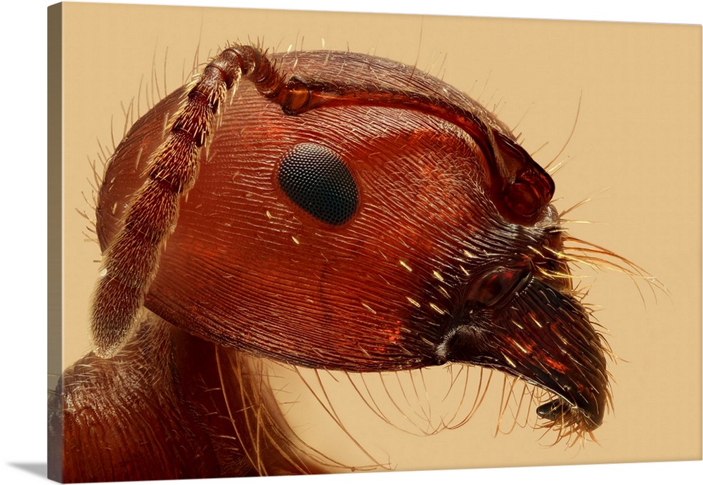 Close up of the head and antennae of an ant.