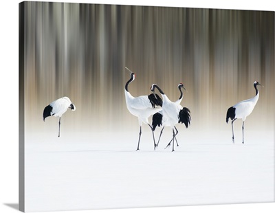 Red-Crested White Cranes