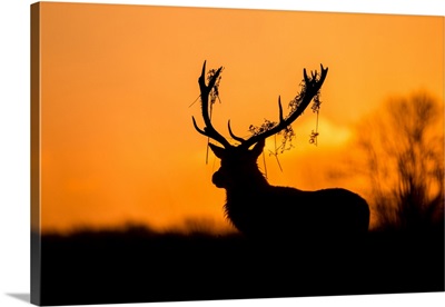 Red Deer Stag Silhouette