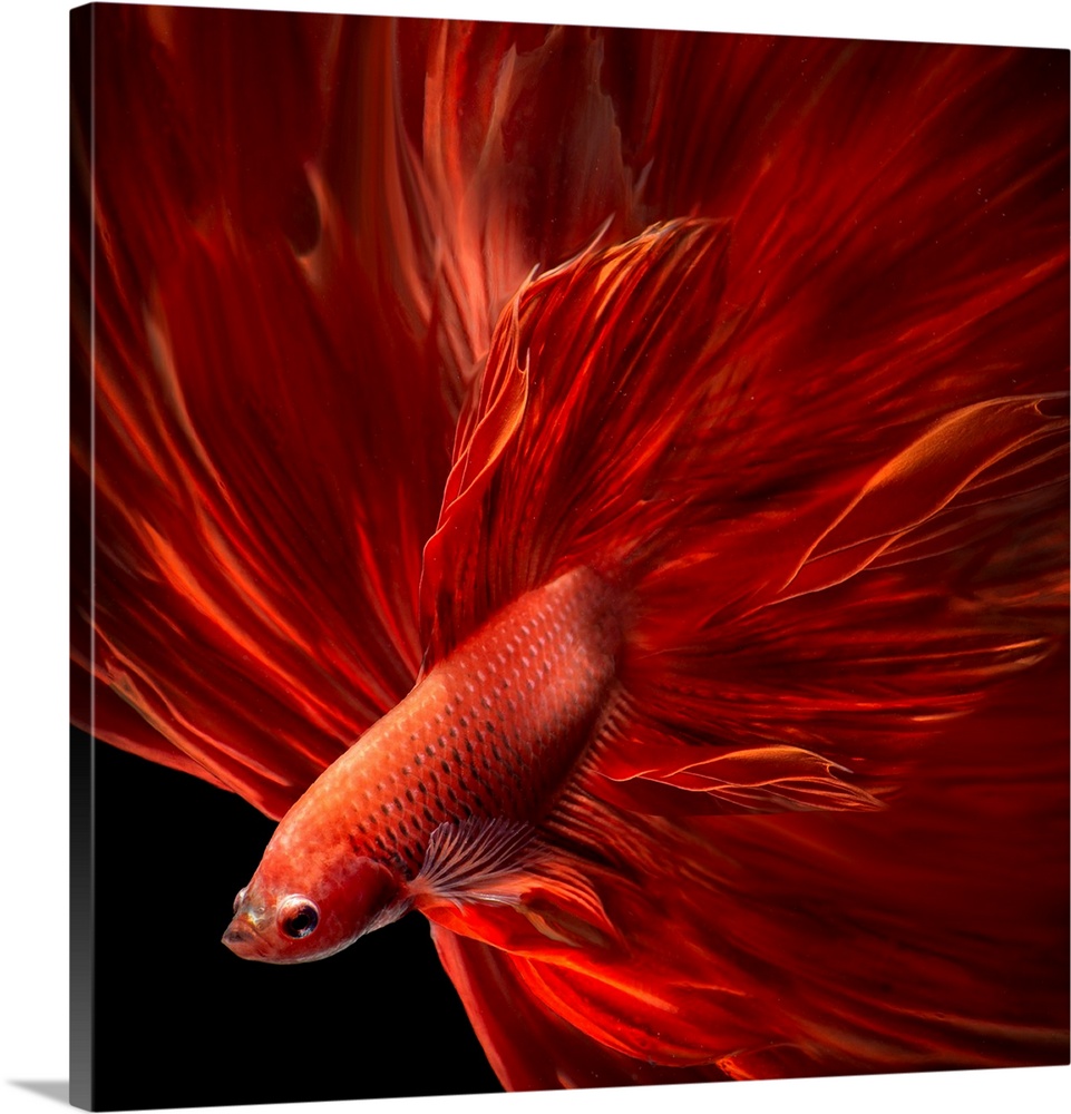 Red Fire Bettafish
