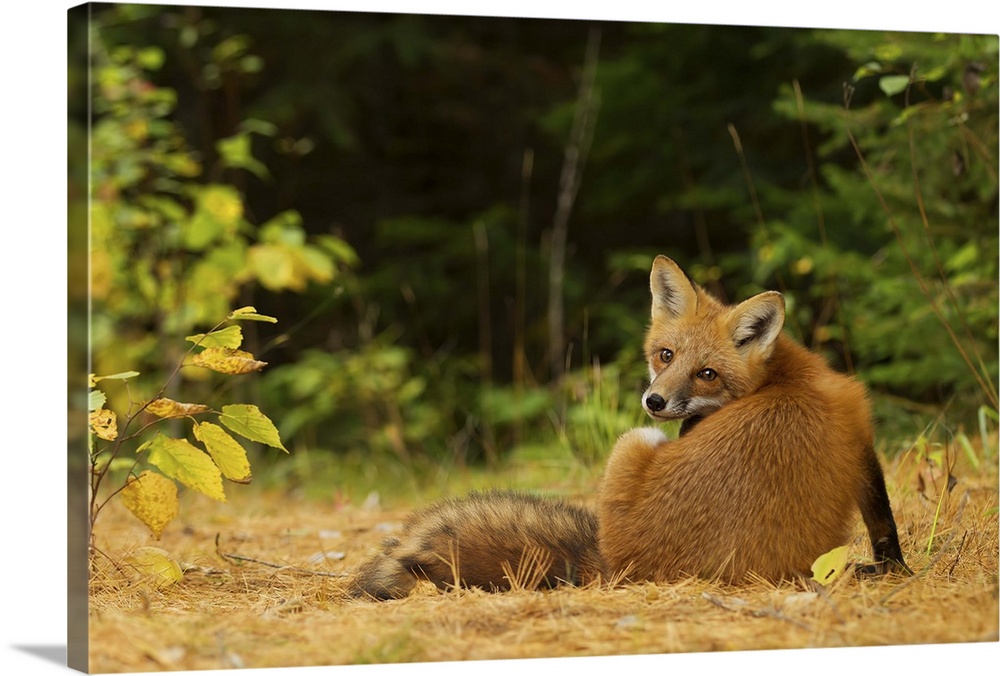 A cute red fox peering over its shoulder.