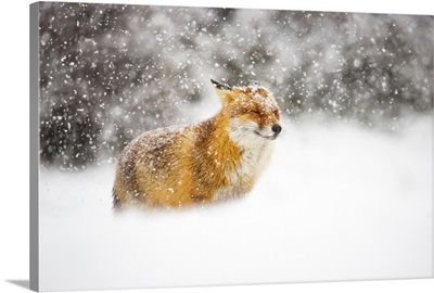 Red Fox In A Heavy Snowstorm