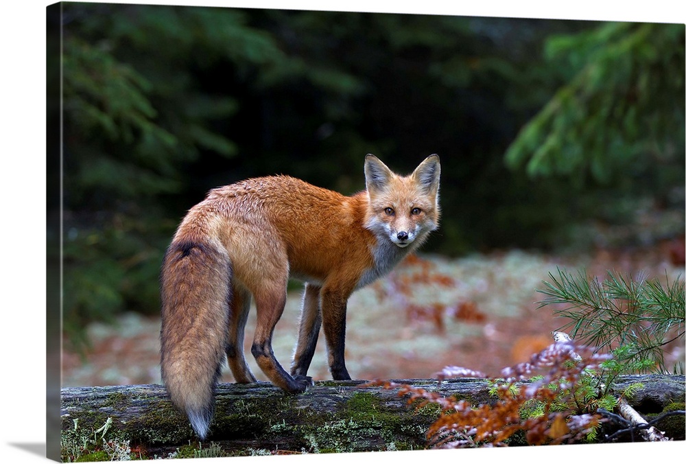 Red Fox In Algonquin Park