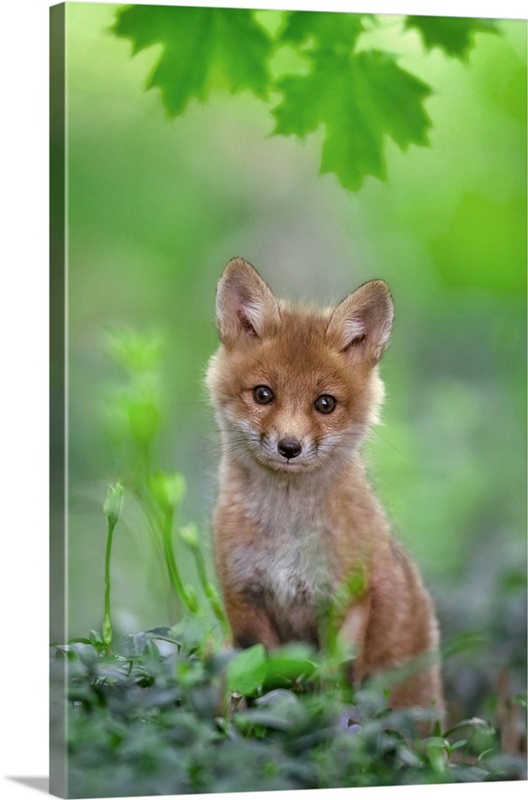 Red Fox Pup | Great Big Canvas