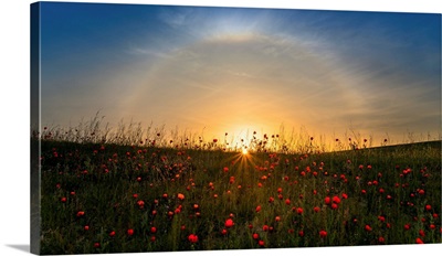 Red Poppies And Sunrise