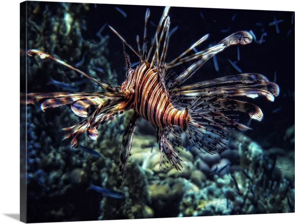 A striped lionfish with long fins, seen from behind.