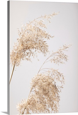 Reed Grass Grey 06