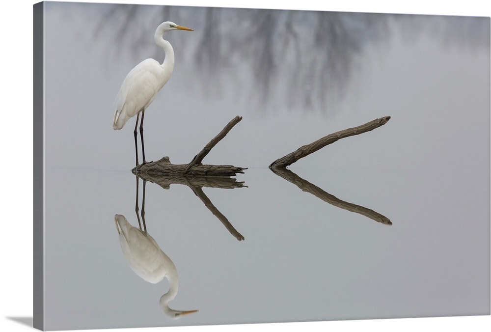 A great white egret standing on a log in a lake, with its reflection below.