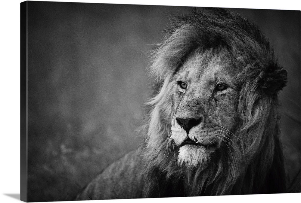 Black and white portrait of a proud-looking male lion.