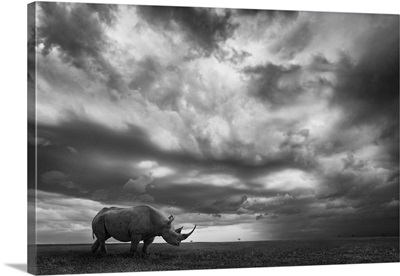 Rhino Land