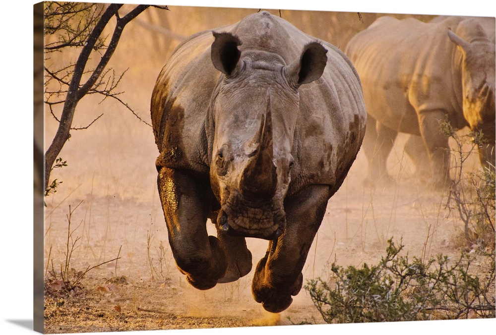 A charging rhino with all four legs off the ground appears to hover.